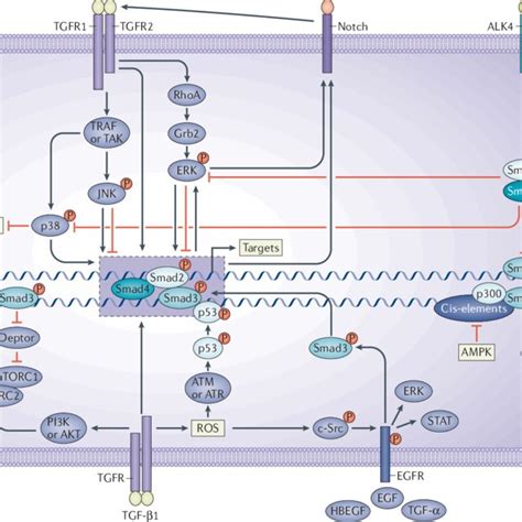 Overview Of Canonical Tgf‑βsmad Signalling In Tissue Fibrosis Once Download Scientific