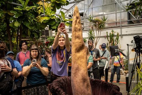 Colorado State Universitys Corpse Flower Bloomed Heres How To See