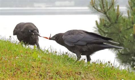 Are Crows Smarter Than Dogs? Who Is More Intelligent?