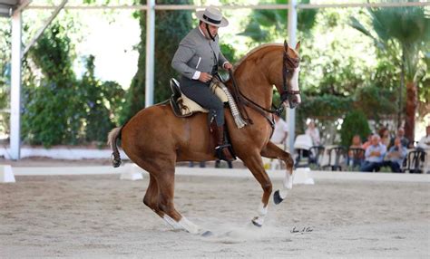 Todo sobre la 51ª edición del Campeonato de España de Doma Vaquera