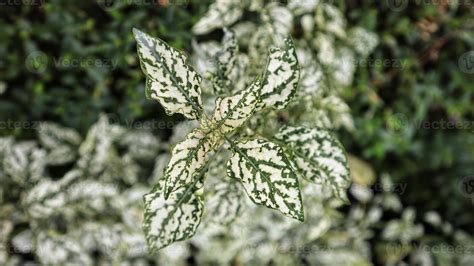 Hypoestes Phyllostachya White Splash Hypoestes Polka Dot Plant Mostly