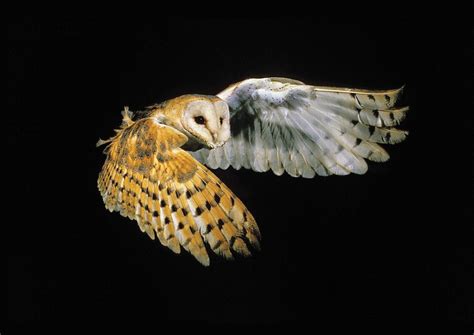 Barn Owl - (Tyto alba) : Keep a keen eye for this frequent night flier ...