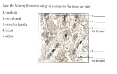 Solved Label The Following Illustration Using The Numbers