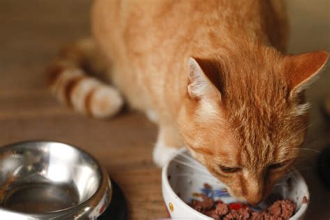 Why Your Cat Wont Eat And What To Do Up Best Home