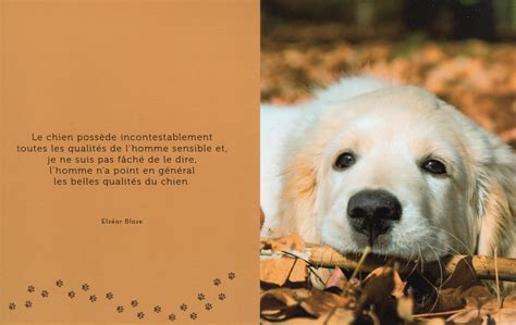 Citations Et Photos De Chiens