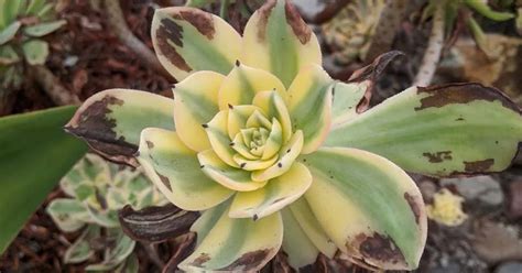 Sunburned Brown Leaves On Aeonium SUCCULENTdotCARE