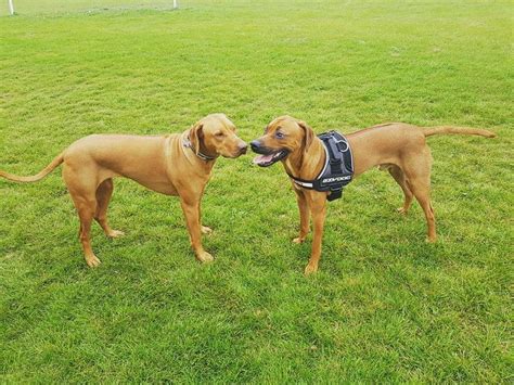 Gefällt 185 Mal 2 Kommentare Tito the Ridgeback