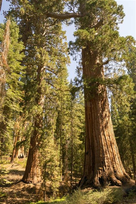 Giant Sequoias At Yosemite National Park Stock Image Image Of