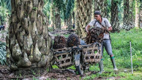 Palm oil drops 3pc as Indonesia keeps domestic sale rule - The Citizen ...