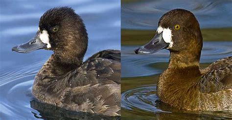 Greater Scaup VS Lesser Scaup Detailed Identification Guide