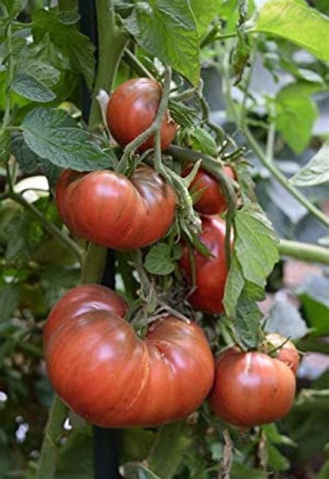 Great Indeterminate Tomato Varieties To Plant In Your Garden