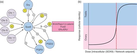 Sex Determination Within Individual Xy Supporting Cells Depends On The