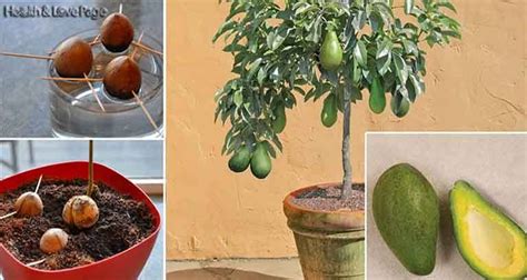 Smetti Di Comprare Avocado Ecco Come Coltivare Un Albero Di Avocado In