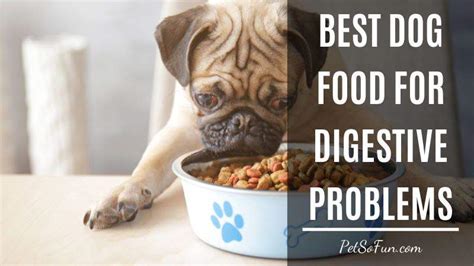 Best Dog Food For Digestive Problems How To Feed Your Dog Properly