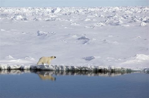 Polar bear in Greenland - Wander Lord