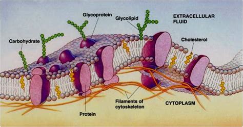 BIOLOGY IS FUN: Structure of Plasma Membrane