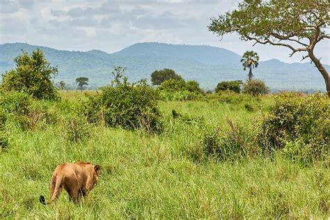 Tripadvisor 2 Tage private Safari Tour durch Mikumi zur Verfügung