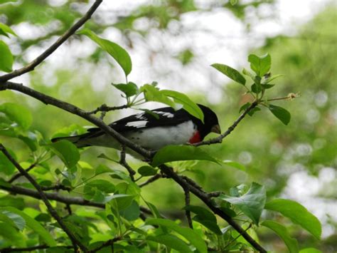 Rose-Breasted Grosbeak Facts, Pictures, and Migration - Owlcation