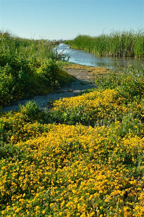 Marsh Flowers Spotted These Wildflowers At The Marshland I Flickr