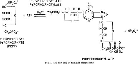 Histidine Biosynthetic Process Semantic Scholar