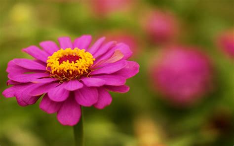 Pink Zinnia Flower In Closeup Photography Hd Wallpaper Wallpaper Flare