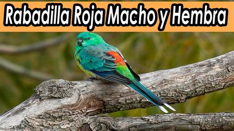 Periquitos De Rabadilla Roja Macho Y Hembra Diferencias Youtube