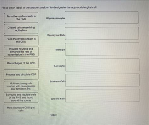 Solved Place Each Label In The Proper Position To Designate Chegg