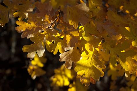 Garry oak – CBWNPS Native Plant Sale