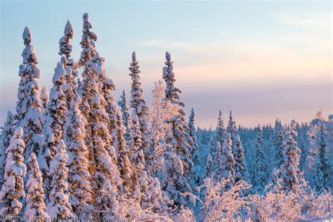 The Boreal Forest Of Alaska