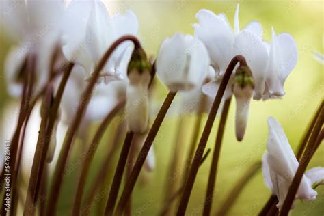 White Cyclamen Hederifolium Flowers On Forest Edge Garden Park