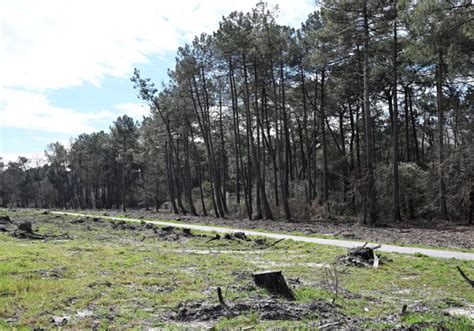 Giornata Internazionale Delle Foreste Quando Si Festeggia