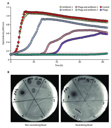 Phage Antibiotic Checkerboard And Phage Neutralisation Assays A