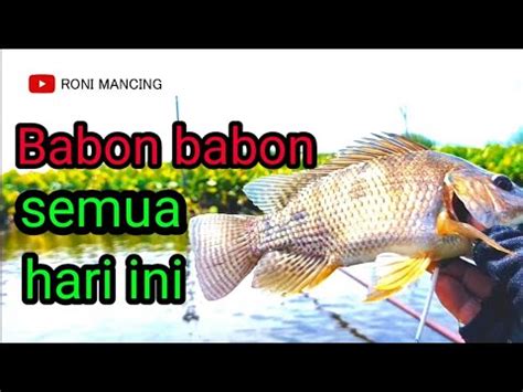 Nila Babon Semua Mancing Ikan Nila Liar Di Rawa YouTube