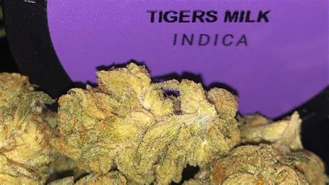 Tigers Milk Strain Review PA Medical YouTube