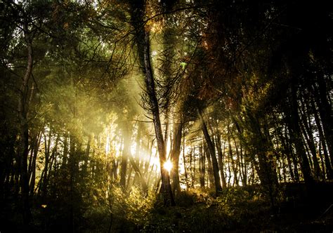 Wallpaper Sunlight Landscape Night Nature Grass Sky Branch