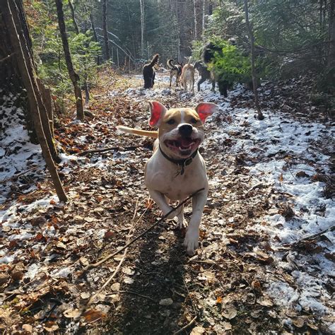 Off The Beaten Trail Dog Boarding Facility Newark Vt