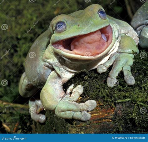 White S Tree Frog Litoria Caerulea Adult With Open Mouth Australia