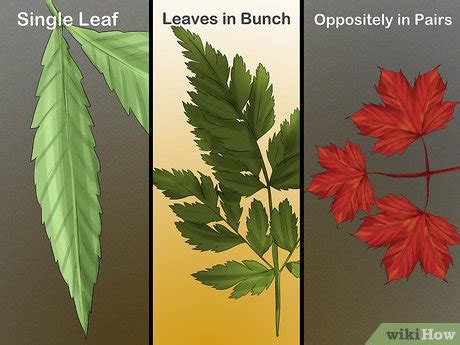 3 Ways to Identify Trees by Leaves - wikiHow