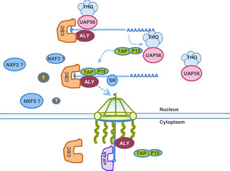 Simplified Schematic Diagram Of Some Major Known Proteins And