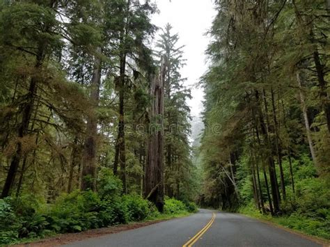 Rvores Gigantes Da Sequoia Vermelha Ao Longo Da Avenida Do Giants Foto