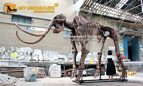 AS-105 Full Size Mammuthus Skeleton Replica for Sale | My Dinosaurs