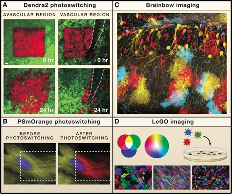 Intravital Imaging Cell