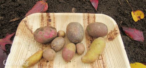 Planting Potatoes In The Fall