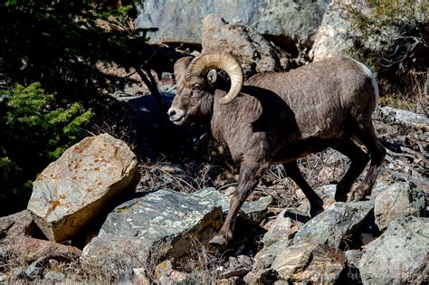 Wild Colorado - Fascination Wildlife