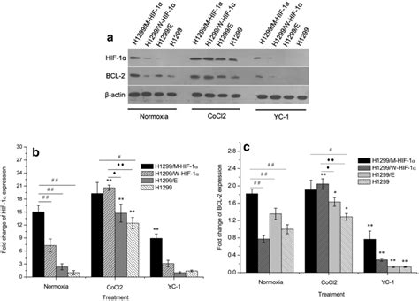 Levels of BCL 2 expression regulated by HIF 1α a Western blot analysis