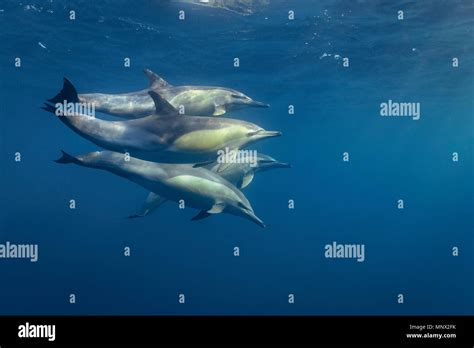 Long beaked common dolphin pod hi-res stock photography and images - Alamy