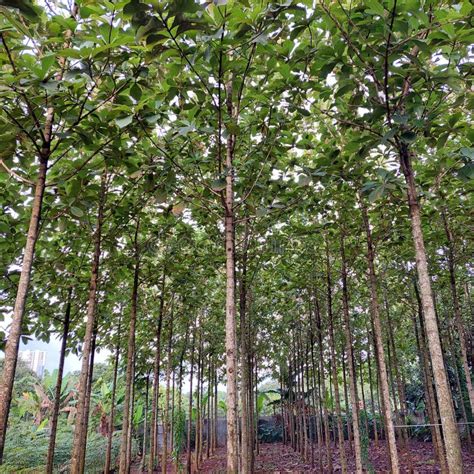 Teak Tree Whose Wood Can Be Used for Furniture, Shipbuilding Structures in the 17th Century ...