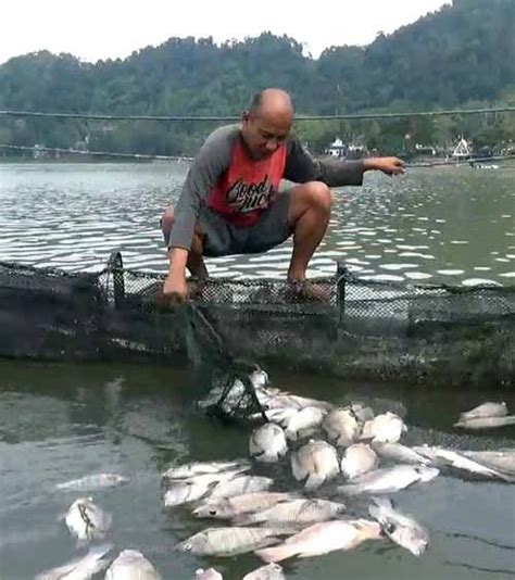 Ribuan Ikan Di Telaga Ngebel Ponorogo Mati Suara Kumandang