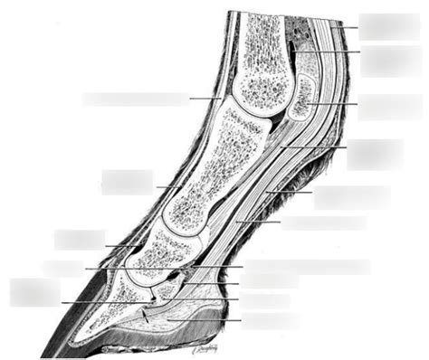 Horse Fetlock Anatomy Diagram | Quizlet