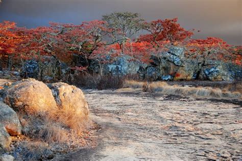 Msasa Trees, Zimbabwe. | African tree, Zimbabwe history, African wildlife